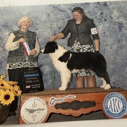 Taffeta - Border Collie