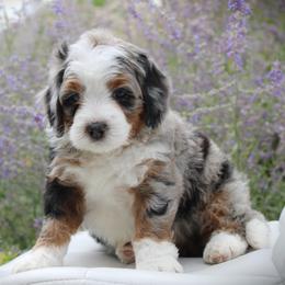 Biscuit - Blue merle male Bernedoodle puppy in Eagle Mountain, Utah from Fur Real Puppies.