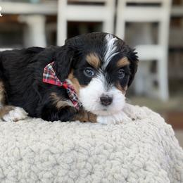 Kodiak - Tri-color male Bernedoodle puppy in Henry, Illinois from Rowe Farms Doodles