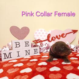 Pink Collar Girl - Red and rust female Doberman Pinscher puppy in Clinton, Arkansas from Shakarri Irish Setters