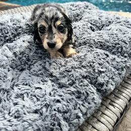 Bing Crosby - Dapple male Dachshund puppy in Early, Texas from Ryan House Dachshunds