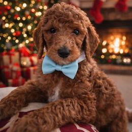 Lord Copper Gem Red King - Red  male Poodle puppy in Woodbridge, Virginia from Rosa Red Standard Poodles