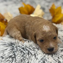 Bella - Red  female Goldendoodle puppy in Ambrose, Georgia from Brandilyn's Aussies