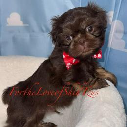 Pup pup 1 - Chocolate and tan male Shih Tzu puppy in Los Angeles, California from For the Love of Shih Tzus