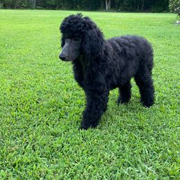 Poodles from Copper Canyon Standard Poodles