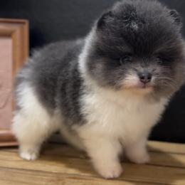 Girl 1 - Blue parti female Pomeranian puppy in Muskogee, Oklahoma from Wonderlust Pomeranians