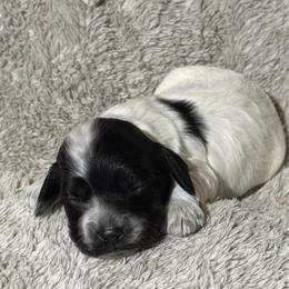Boy 1 - Black and white male Cockapoo puppy in Joplin, Missouri from Double J Cockapoos