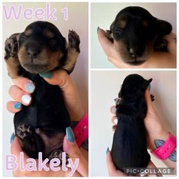 Blakely - Black and cream female Dachshund puppy in Michigan from M.H.P Dachshunds
