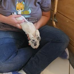Golden Retriever Puppies from Danielle Kemper