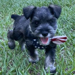 Daisy - Salt and pepper female Miniature Schnauzer puppy in Anthony, Florida from Amanda Tragash