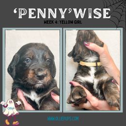 Pennywise - female Golden Mountain Dog puppy in Boiling Springs, South Carolina from OlliePups, LLC