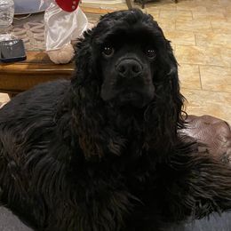 Cocker Spaniels from Little Acres LongviewTx Cocker Spaniels