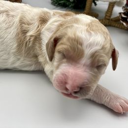 Bernedoodle and Goldendoodle Puppies from Central Florida Bernedoodles