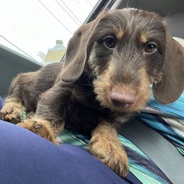 Willy - Dachshund