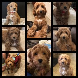 Bernedoodle and Goldendoodle Puppies from I Dream of Doodles