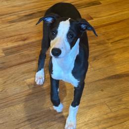 Keegan - Black female Whippet puppy in Kings Mountain, North Carolina from WesAnn’s
