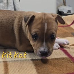 Kit Kat - Red white and sable female Rat Terrier puppy in Divide, Colorado from Outlaw Farm and Kennel