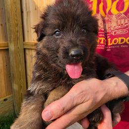 Lantern - Black and red male German Shepherd puppy in Columbus, Indiana from Stony Lonesome GSD