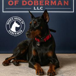 Rhaena - Doberman Pinscher