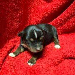 Black tri - Black tri female Toy Australian Shepherd puppy in Billings, Montana from Chapman's Aussies