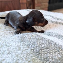 Lime boy - Black and tan male Dachshund puppy in Wray, Georgia from Cotton Hill Dachshunds