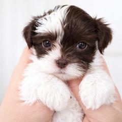 Cheyenne - Liver and white female Shorkie puppy in Idaho from Little Rascal Ranch