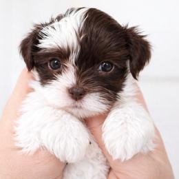 Cheyenne - Liver and white female Shorkie puppy in Idaho from Little Rascal Ranch