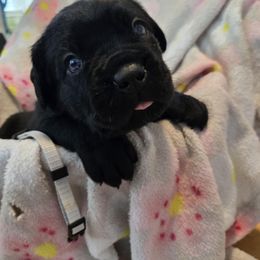Silver Collar - Black female Cane Corso puppy in Pylesville, Maryland from Safe Haven Cane Corso