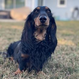 Thor - Dachshund