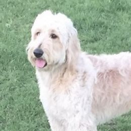 Willow - Goldendoodle