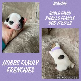 French Bulldog Puppies from Hobbs Family Frenchies
