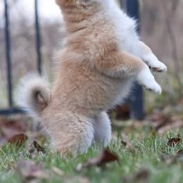 Icelandic Sheepdog Puppies from Valhalla Icelandic Sheepdogs