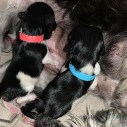 Miniature Schnauzer Puppies from Von Baron Schnauzers