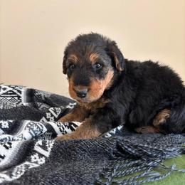 Goose - Black and tan male Airedale Terrier puppy in Huntersville, North Carolina from Cool Hand Luke Kennels