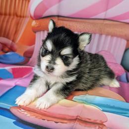 Thunder - 2000 - Black and white male Pomsky puppy in Spring Hill, Florida from www.PuppyTimeEmporium.com