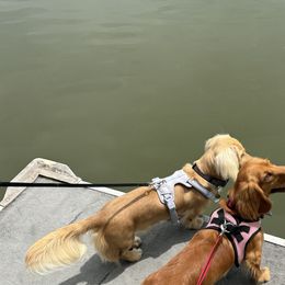 Dachshunds from Agape Dachshunds