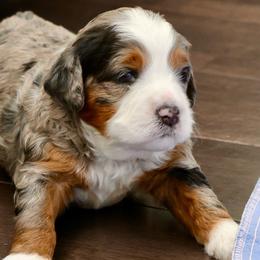 Jonny Boy - Blue merle male Bernedoodle puppy in Lehi, Utah from Petersen Bernedoodles
