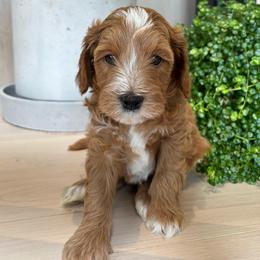 Baby boy Blue has his own genetic test - Red  male Goldendoodle puppy in St. George, Utah from Dashing Doodle Pups