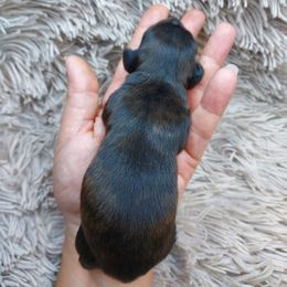 IDA - Black Brindle - Brindle female Dachshund puppy in Swink, Oklahoma from Palali Farm
