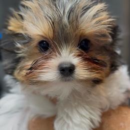 Boy 4 - Black tan and white male Biewer Terrier puppy in Kerhonkson, New York from Arc-en-Ciel Biewers & Maltese