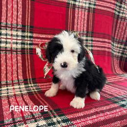 Penelope - Black and white female Sheepadoodle puppy in Blackfoot, Idaho from Son of a Poodle Sheepadoodles