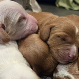Cavalier King Charles Spaniels and Cavapoos from Salt Creek Doodles