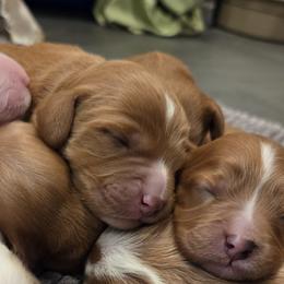 Cavalier King Charles Spaniels and Cavapoos from Salt Creek Doodles