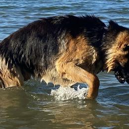 Bear - German Shepherd