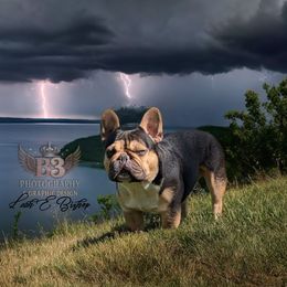 Yukon - French Bulldog