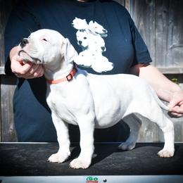 Nala - Dogo Argentino puppy from Debonair Dogos