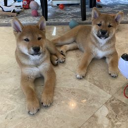 Shiba Inu Puppies from Absolute Shibas