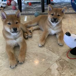 Shiba Inu Puppies from Absolute Shibas