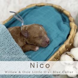 NICO -blue collar - Red  male Goldendoodle puppy in Watertown, New York from True Friend Doodles