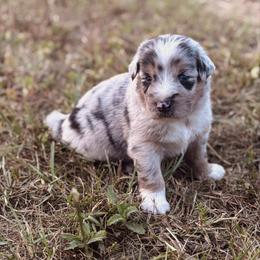Kenickie - Blue merle male Australian Shepherd puppy in Uvalda, Georgia from Happy Ours Australian Shepherds